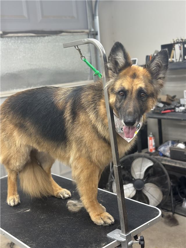 German shepherd after professional deshedding