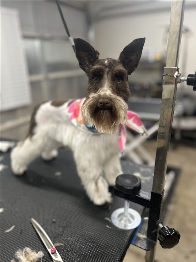 Freshly groomed schnauzer with a shaped coat