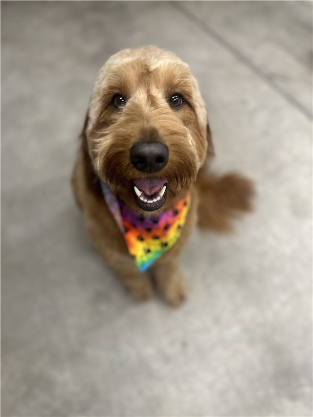 Freshly groomed doodle wearing a rainbow bandana